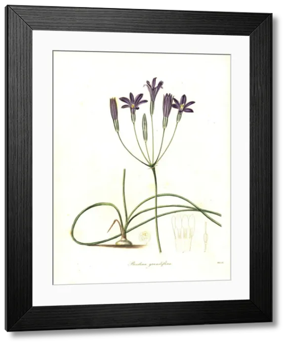 Framed Print : Crown brodiaea, Brodiaea coronaria Framed Print : Crown brodiaea, Brodiaea coronaria