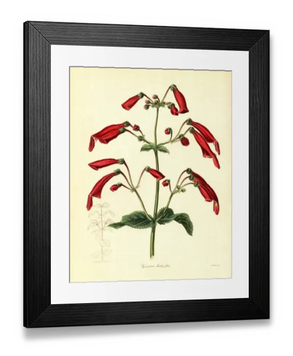 Framed Print : Brick-coloured gesnera, Gesnera lateritia Framed Print : Brick-coloured gesnera, Gesnera lateritia