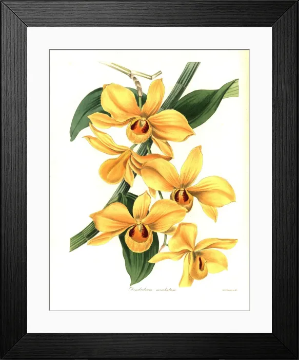 Framed Print : Musk-scented dendrobium orchid, Dendrobium moschatum Framed Print : Musk-scented dendrobium orchid, Dendrobium moschatum