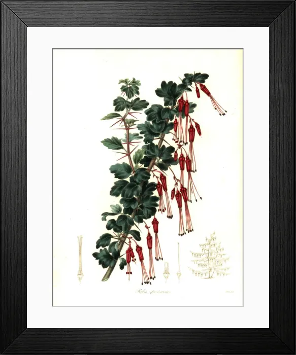 Framed Print : Showy gooseberry or fuchsia-flowered gooseberry Framed Print : Showy gooseberry or fuchsia-flowered gooseberry