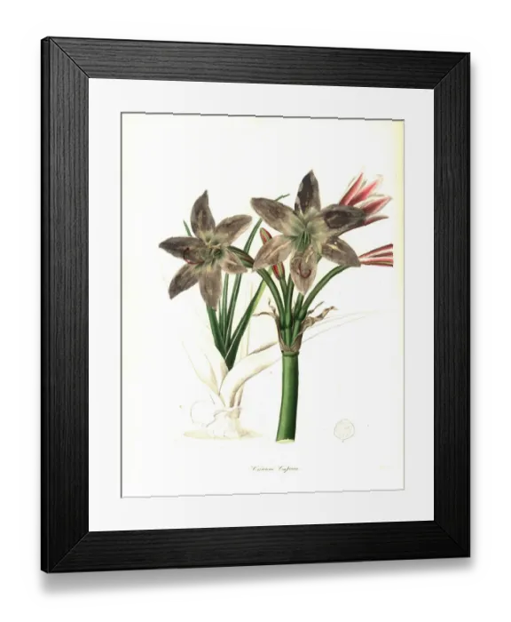 Framed Print : Cape of Good Hope crinum, Crinum bulbispermum Framed Print : Cape of Good Hope crinum, Crinum bulbispermum