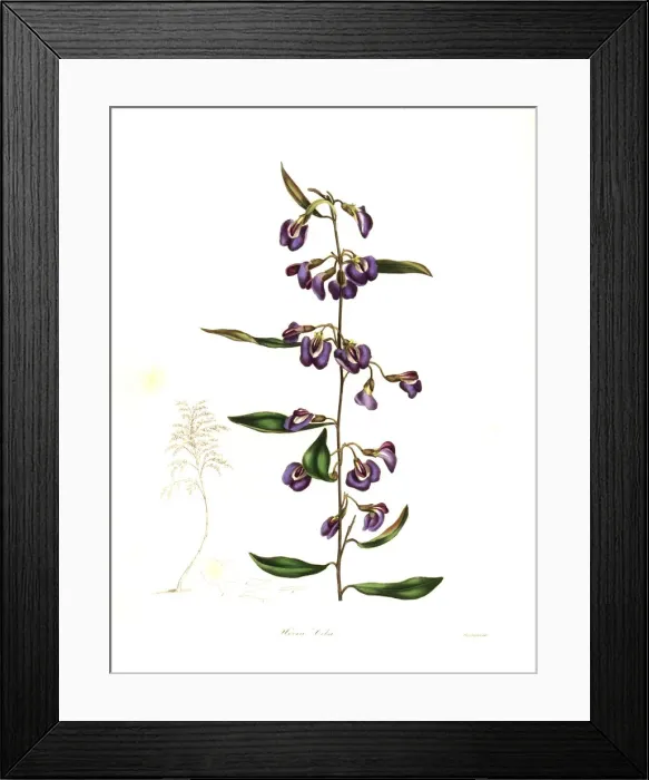 Framed Print : Cels hovea, Hovea celsi Framed Print : Cels hovea, Hovea celsi