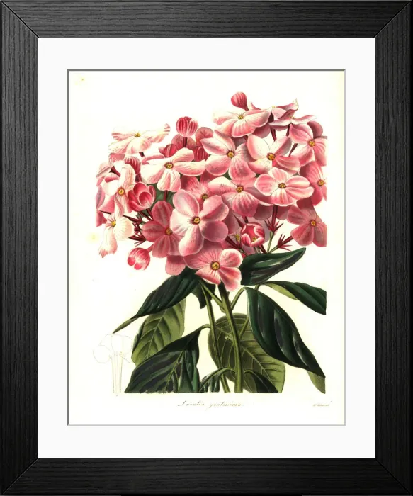 Framed Print : Sweet-flowered luculia, Luculia gratissima Framed Print : Sweet-flowered luculia, Luculia gratissima
