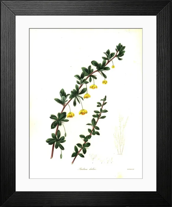 Framed Print : Box-leaved barberry, Berberis microphylla Framed Print : Box-leaved barberry, Berberis microphylla