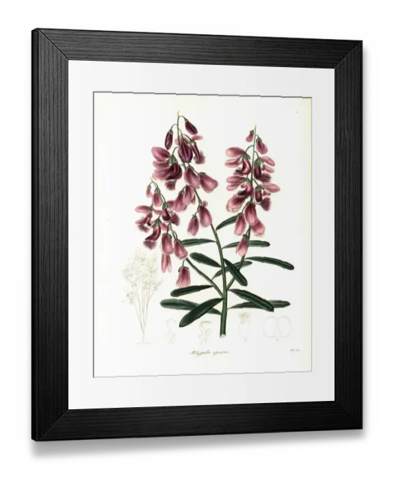 Framed Print : Polygala virgata var. speciosa Framed Print : Polygala virgata var. speciosa