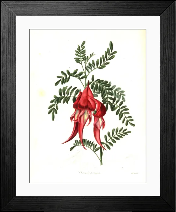Framed Print : Kaka beak, Clianthus puniceus Framed Print : Kaka beak, Clianthus puniceus