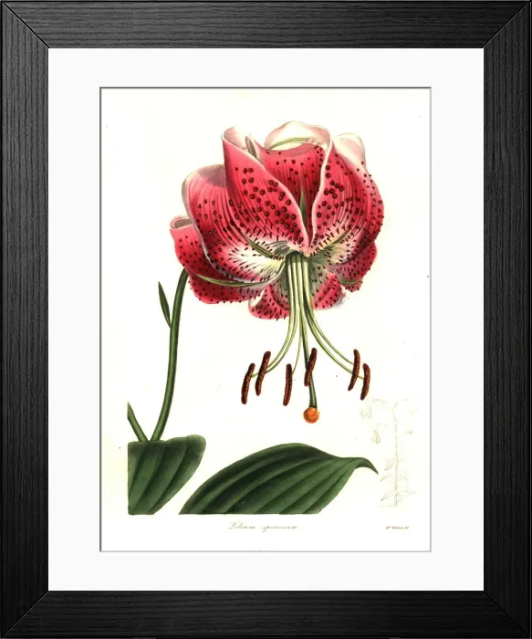 Framed Print : Shewy lily, Lilium speciosum Framed Print : Shewy lily, Lilium speciosum