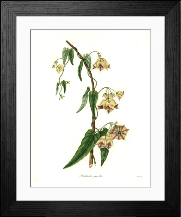 Framed Print : Gillies philibertia, Philibertia gilliesii Framed Print : Gillies philibertia, Philibertia gilliesii