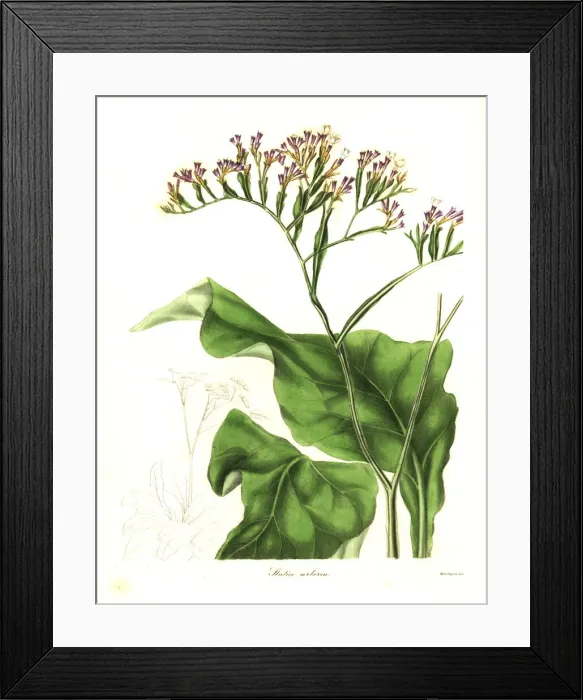 Framed Print : Tree-like statice, Statice arborea Framed Print : Tree-like statice, Statice arborea