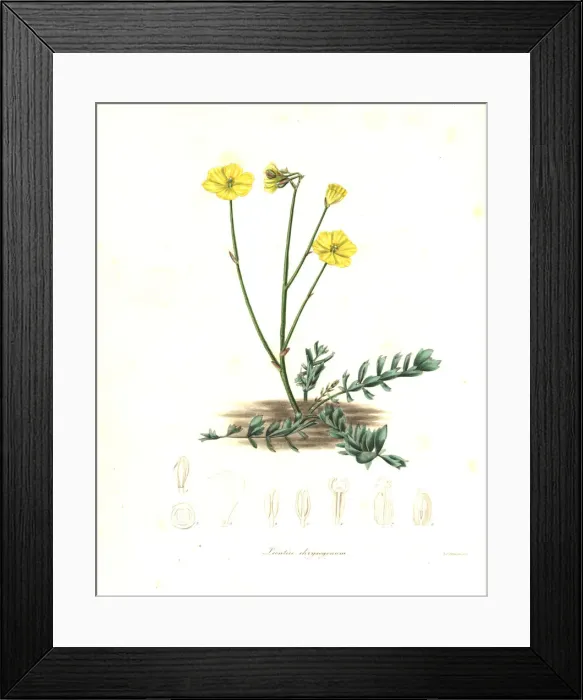 Framed Print : Bongardia chrysogonum Framed Print : Bongardia chrysogonum