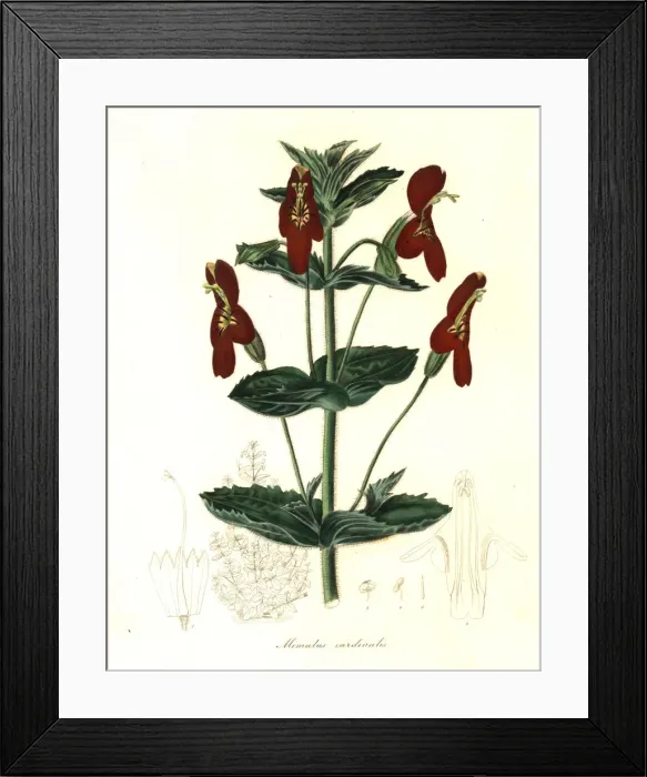 Framed Print : Mimulus roseus x Mimulus cardinalis Framed Print : Mimulus roseus x Mimulus cardinalis