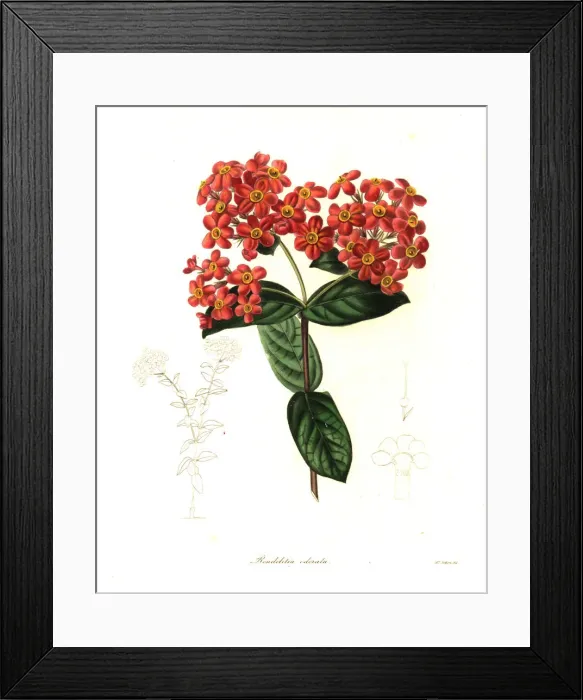 Framed Print : Panama-rose or sweet-scented rondeletia, Rondeletia odorata Framed Print : Panama-rose or sweet-scented rondeletia, Rondeletia odorata
