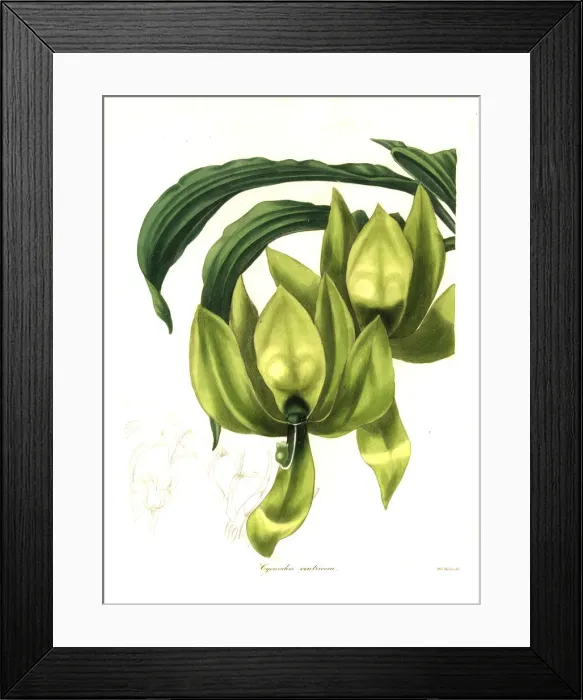 Framed Print : Cycnoches ventricosum orchid