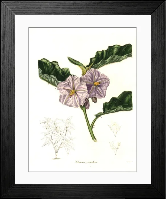 Framed Print : Solanum asperolanatum Framed Print : Solanum asperolanatum