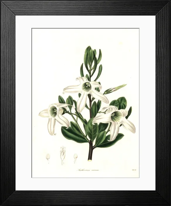 Framed Print : Sticky tailflower or glutinous anthocercis Framed Print : Sticky tailflower or glutinous anthocercis