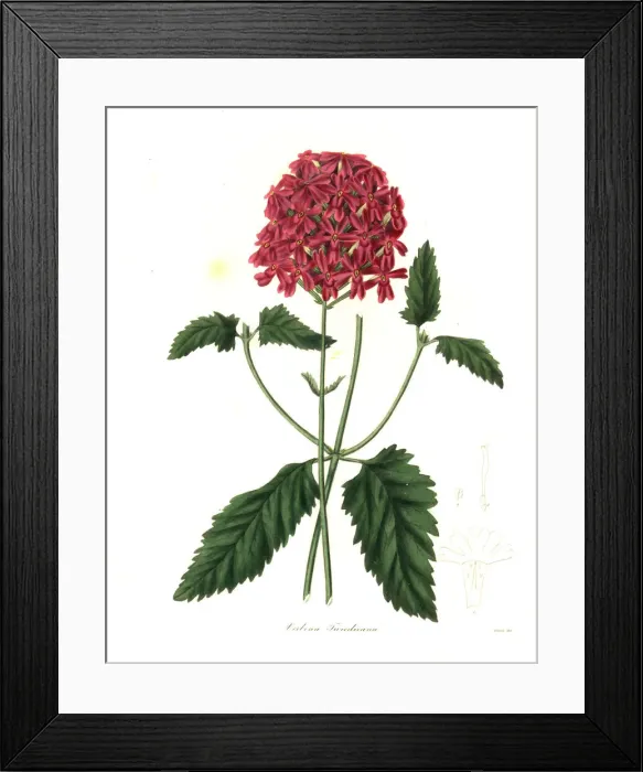 Framed Print : Glandularia tweedieana Framed Print : Glandularia tweedieana