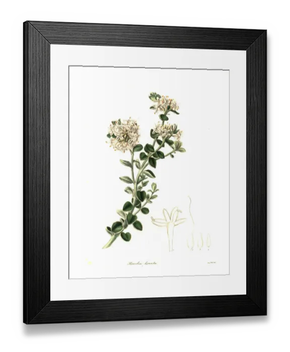 Framed Print : Woolly pimelea, Pimelea lanata Framed Print : Woolly pimelea, Pimelea lanata