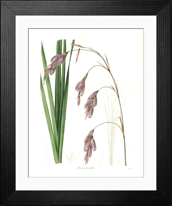 Framed Print : Fairy bell, Dierama pendulum Framed Print : Fairy bell, Dierama pendulum
