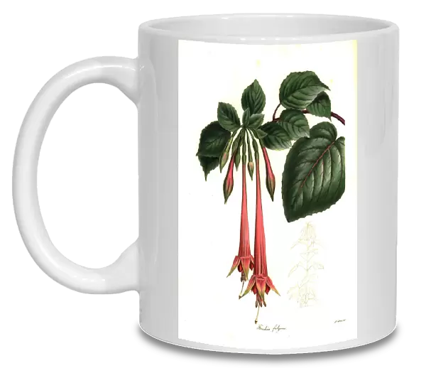 Brilliant fuchsia, Fuchsia fulgens