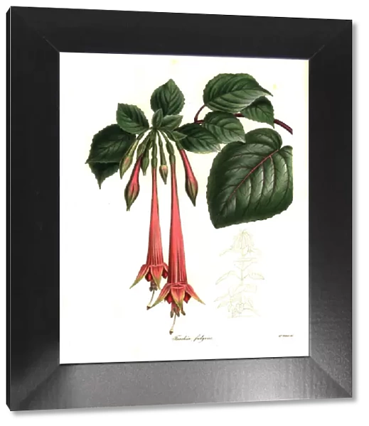 Brilliant fuchsia, Fuchsia fulgens