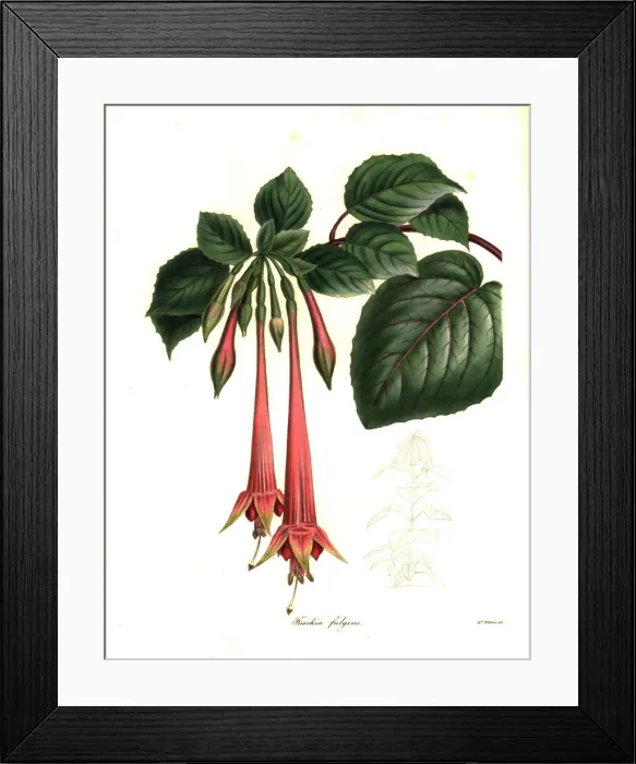 Framed Print : Brilliant fuchsia, Fuchsia fulgens Framed Print : Brilliant fuchsia, Fuchsia fulgens