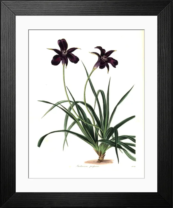Framed Print : Purple-flowered barbacenia, Barbacenia purpurea Framed Print : Purple-flowered barbacenia, Barbacenia purpurea