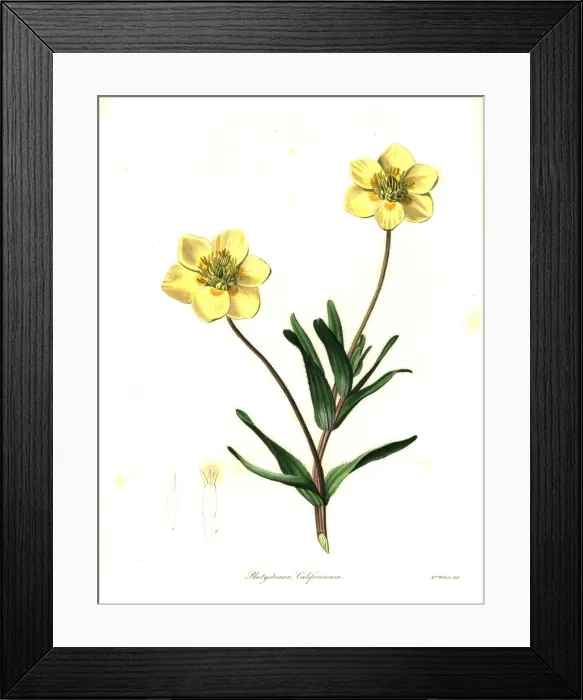 Framed Print : Creamcups or Californian platystemon, Platystemon Framed Print : Creamcups or Californian platystemon, Platystemon