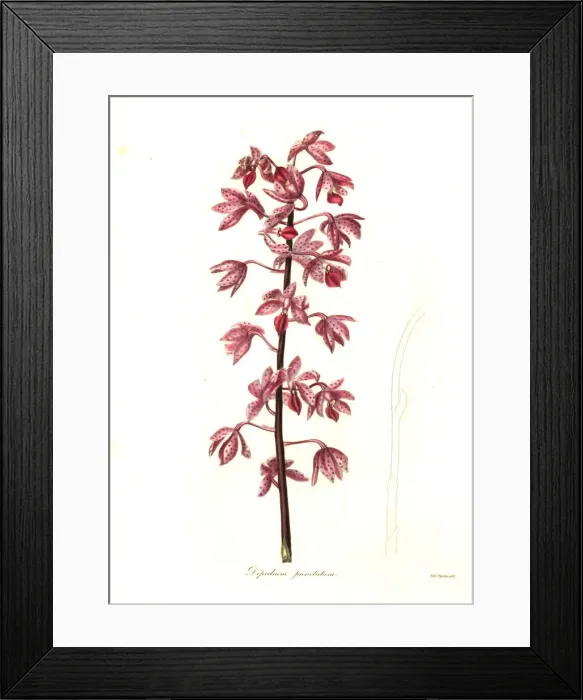 Framed Print : Dipodium squamatum orchid Framed Print : Dipodium squamatum orchid