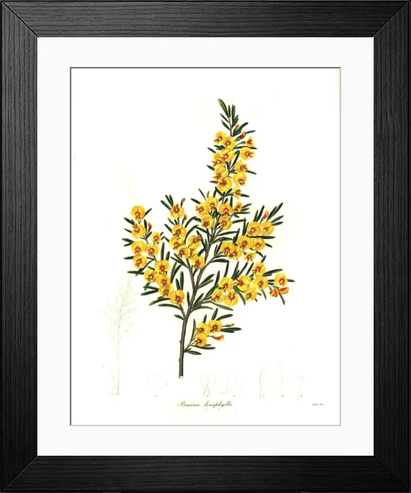 Framed Print : Flax-leaved bossiaea, Bossiaea linophylla Framed Print : Flax-leaved bossiaea, Bossiaea linophylla