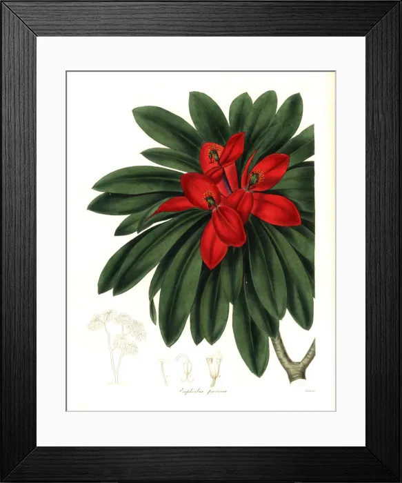 Framed Print : Jamaican poinsettia or Crimson-flowered euphorbia Framed Print : Jamaican poinsettia or Crimson-flowered euphorbia