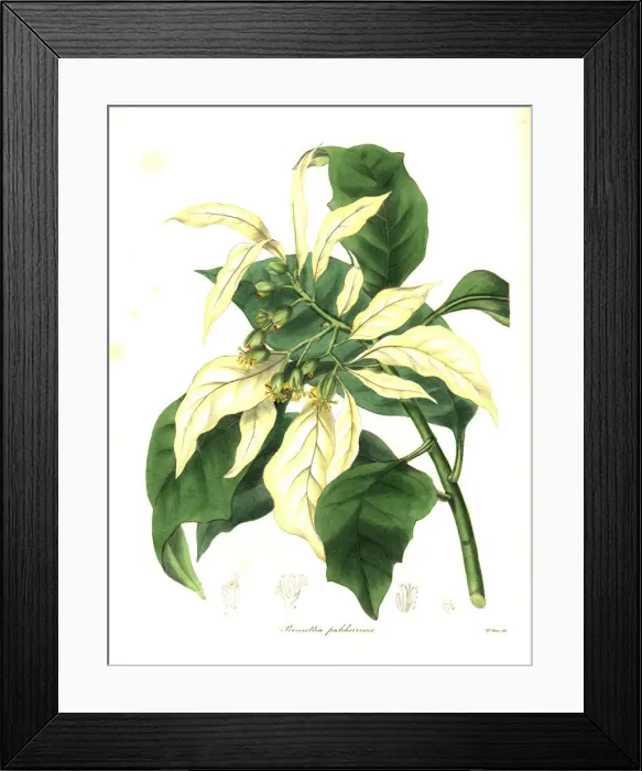 Framed Print : Christmas star or poinsettia, Euphorbia pulcherrima Framed Print : Christmas star or poinsettia, Euphorbia pulcherrima
