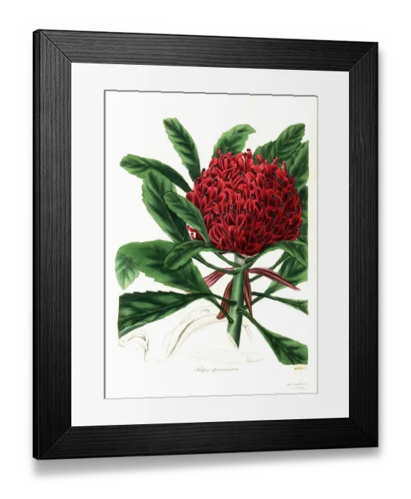 Framed Print : New South Wales waratah or most showy telopea Framed Print : New South Wales waratah or most showy telopea