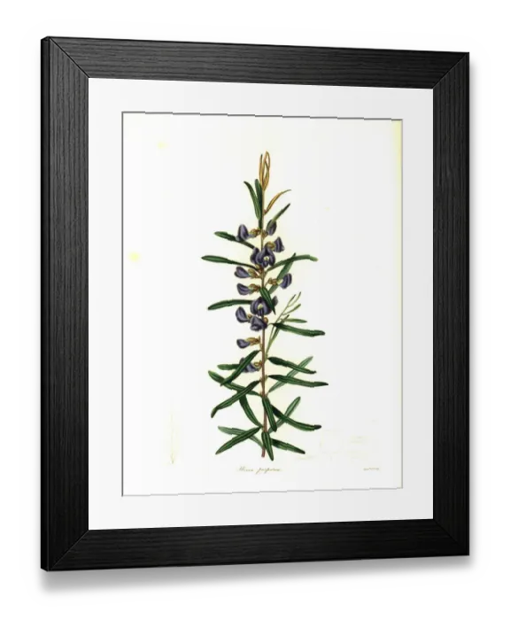 Framed Print : Purple pea or purple-flowered hovea, Hovea purpurea Framed Print : Purple pea or purple-flowered hovea, Hovea purpurea