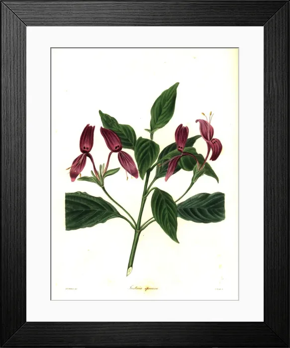 Framed Print : Justicia lindaviana Framed Print : Justicia lindaviana