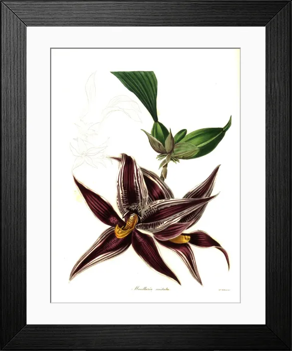 Framed Print : Paphinia cristata orchid