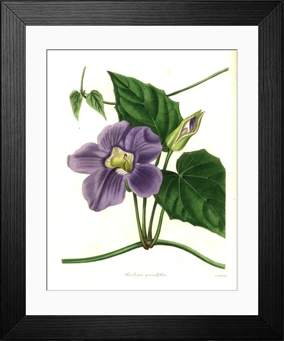 Framed Print : Bengal clockvine or large-flowered thunbergia Framed Print : Bengal clockvine or large-flowered thunbergia