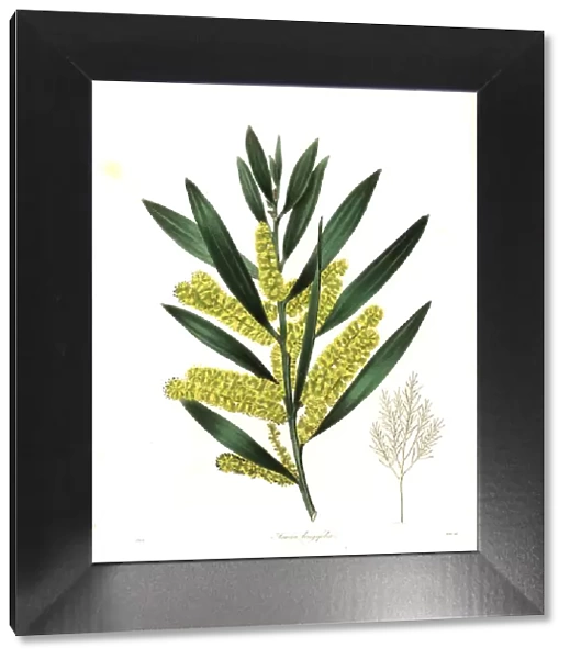 Long-leaved wattle or long-leaved acacia, Acacia longifolia
