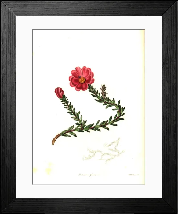 Framed Print : Dr. Gillies portulaca, Portulaca gilliesii Framed Print : Dr. Gillies portulaca, Portulaca gilliesii