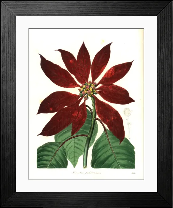Framed Print : Christmas star or poinsettia, Euphorbia pulcherrima Framed Print : Christmas star or poinsettia, Euphorbia pulcherrima