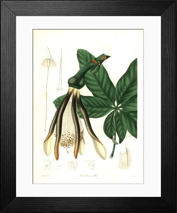 Framed Print : Pachira alba Framed Print : Pachira alba