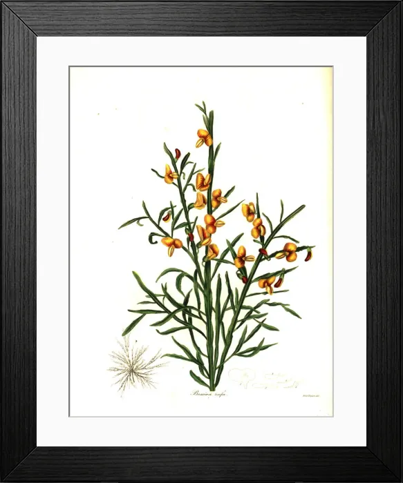 Framed Print : Rufous bossiaea, Bossiaea rufa Framed Print : Rufous bossiaea, Bossiaea rufa