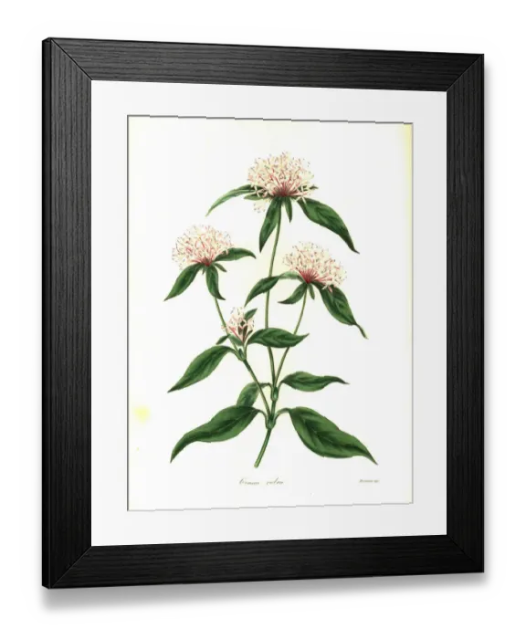 Framed Print : Saucer flower, Crusea hispida Framed Print : Saucer flower, Crusea hispida