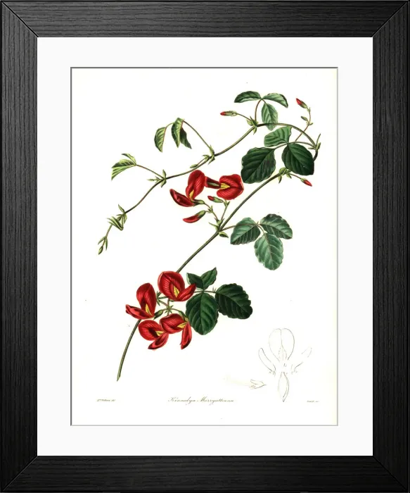 Framed Print : Mrs Marryatts kennedya, Kennedya marryattiana Framed Print : Mrs Marryatts kennedya, Kennedya marryattiana