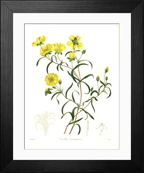 Framed Print : Hibbertia cunninghamii Framed Print : Hibbertia cunninghamii