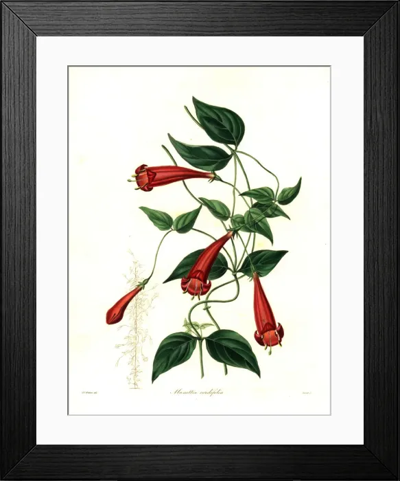 Framed Print : Heart-leaved manettia, Manettia cordifolia Framed Print : Heart-leaved manettia, Manettia cordifolia