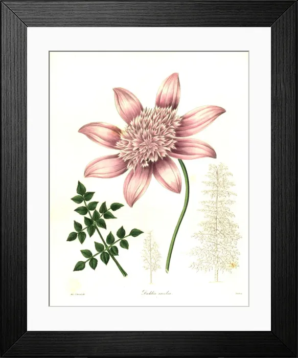Framed Print : Tree dahlia, Dahlia excelsa Framed Print : Tree dahlia, Dahlia excelsa