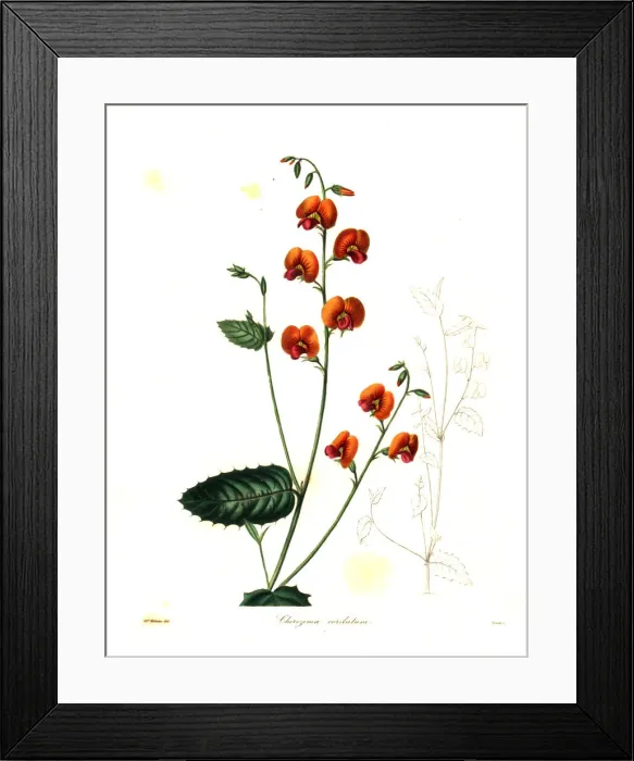 Framed Print : Heart-leaved chorizema, Chorizema cordatum Framed Print : Heart-leaved chorizema, Chorizema cordatum