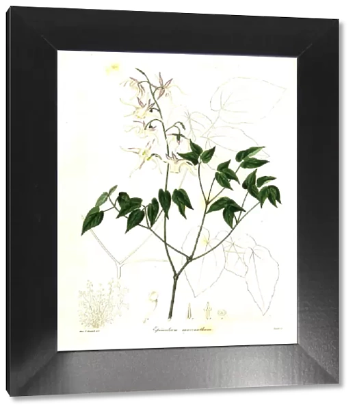Large-flowered barrenwort, Epimedium grandiflorum