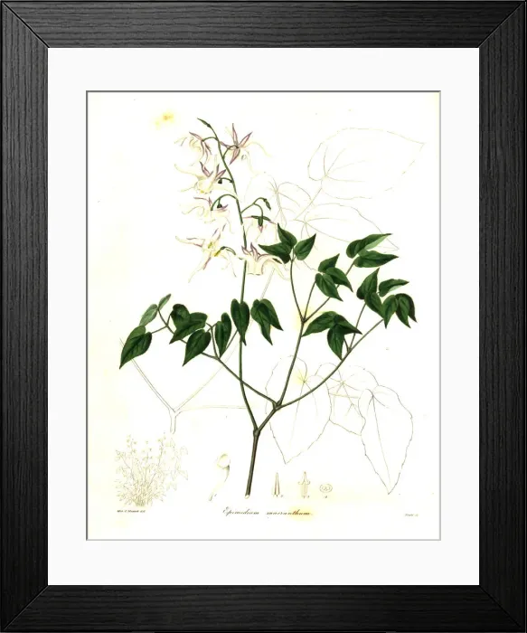 Framed Print : Large-flowered barrenwort, Epimedium grandiflorum Framed Print : Large-flowered barrenwort, Epimedium grandiflorum