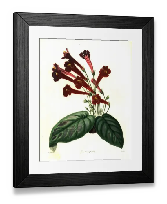 Framed Print : Rocky gesnera, Gesnera rupestris Framed Print : Rocky gesnera, Gesnera rupestris